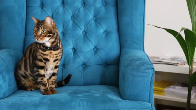 Bengalcat