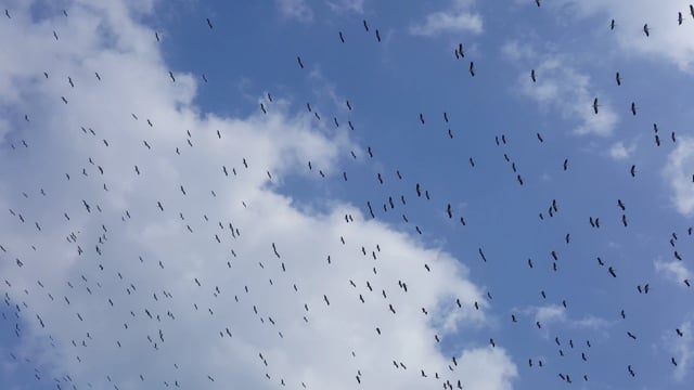Birds