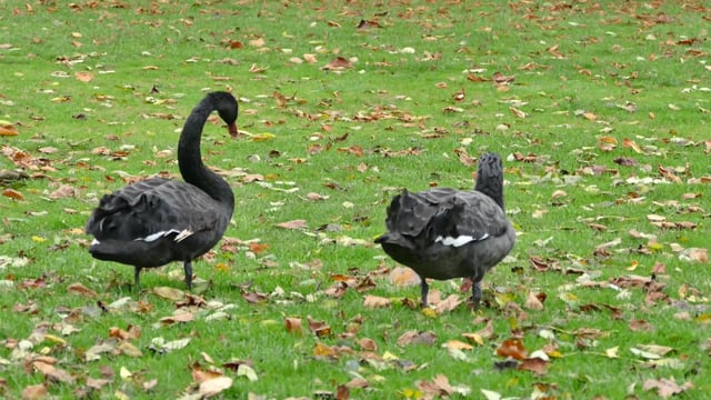 Blackswans