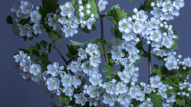 Blossomopening