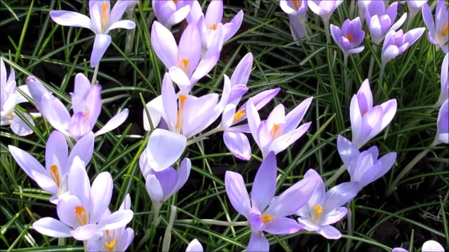 Crocus