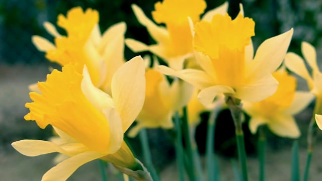 Daffodils