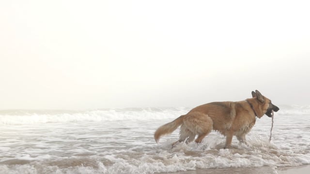 Dogsea