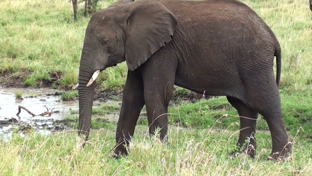 Elephant