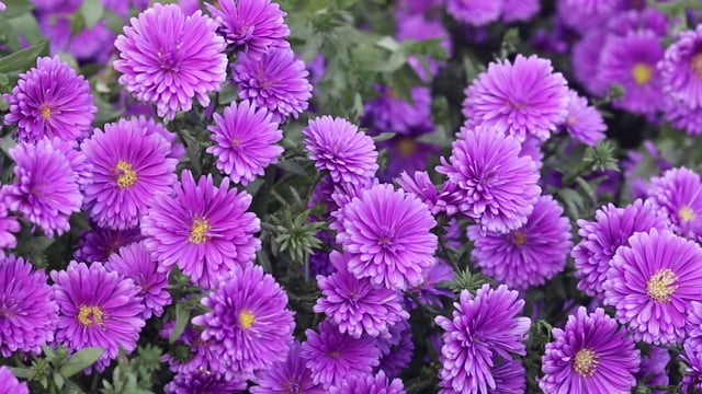 Flowerspurple