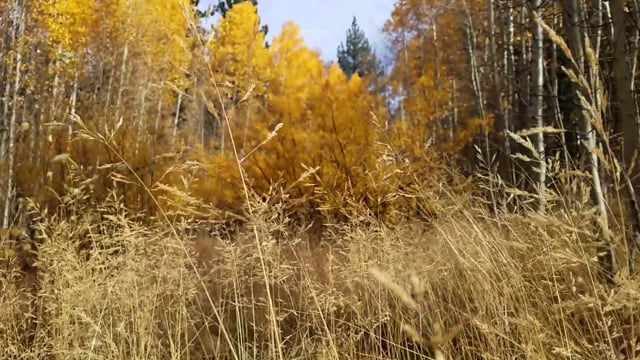 Grasses