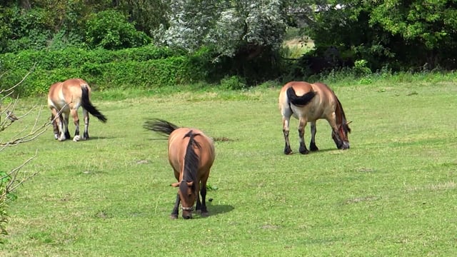 Horses