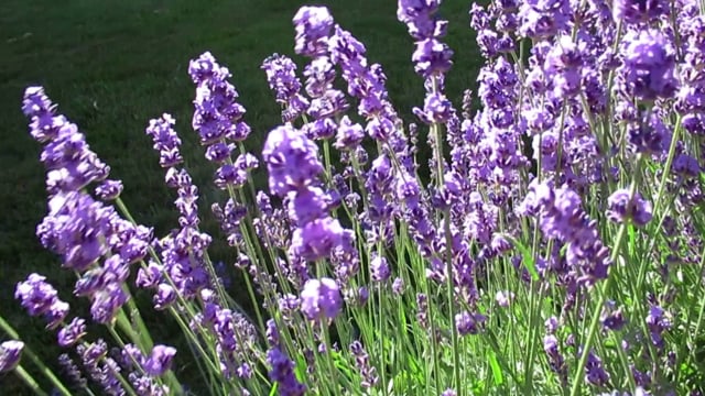 Lavender