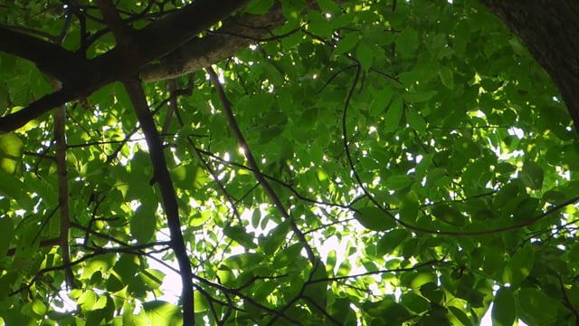 Leaves