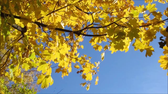 Mapleleaves