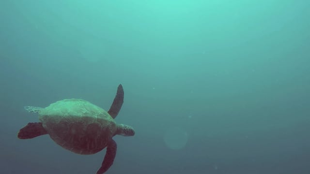 Seaturtle
