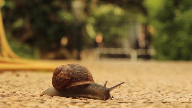 Snail