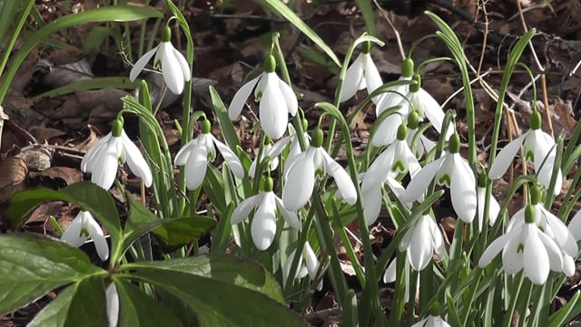 Snowdrop