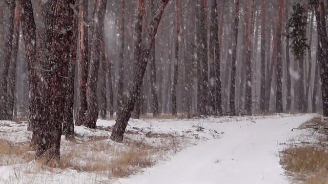 Snowscene