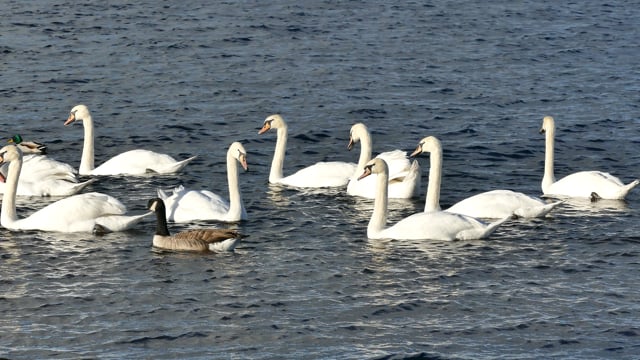 Swans