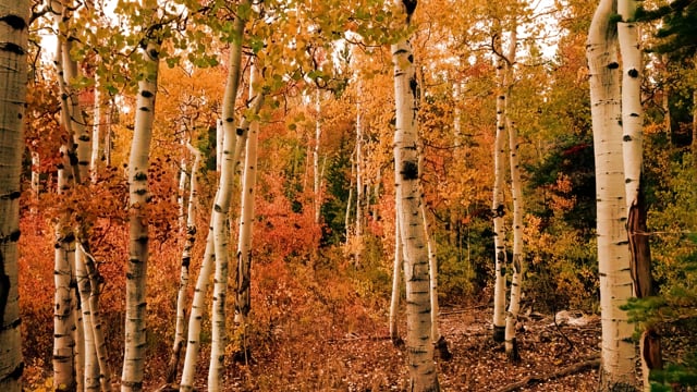 Trees2