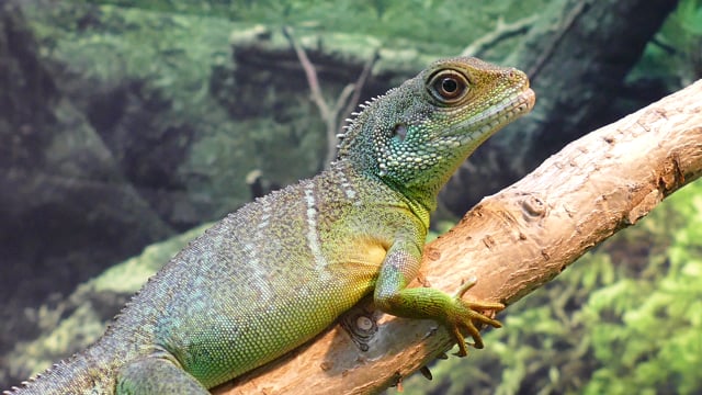 Waterdragon